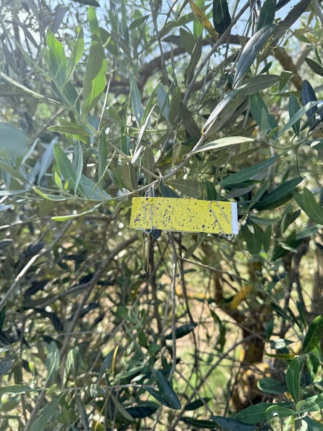 Trattamento mirato per albero
