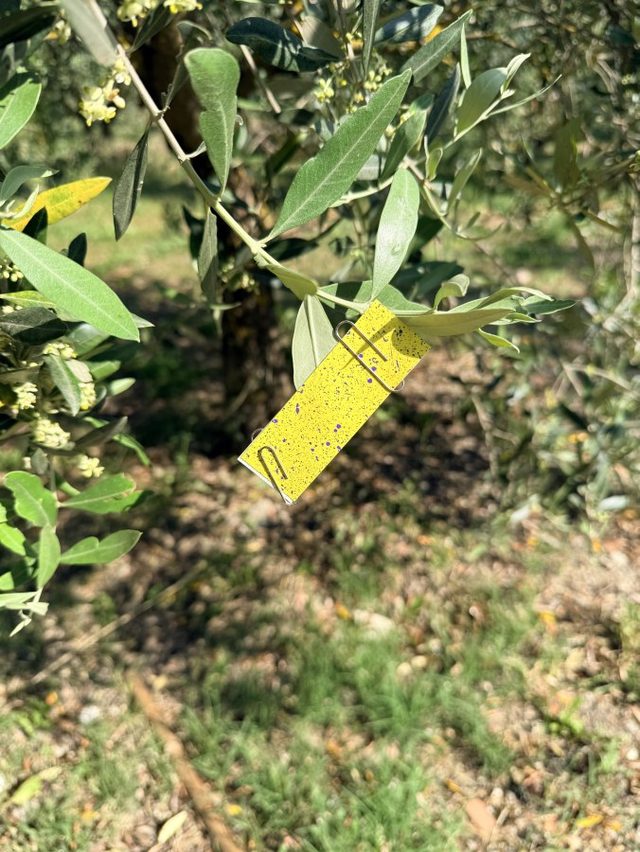 Copertura su foglia di olivo
