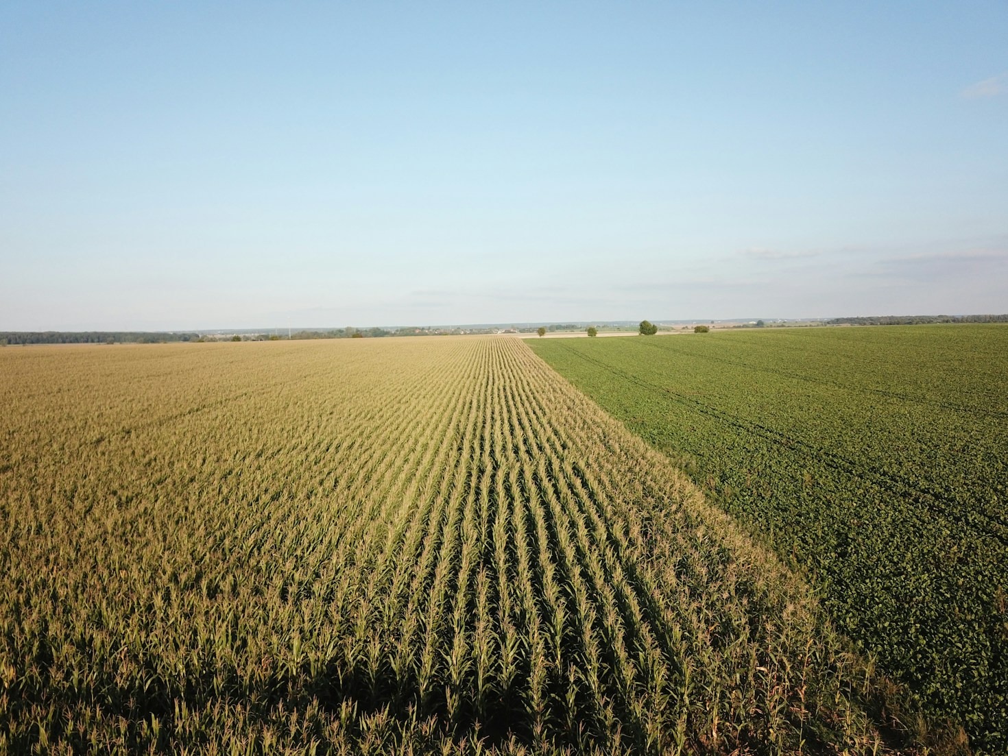 Drones in de landbouw: De sleutel tot succes